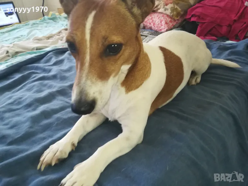 ДЖАК РЪСЕЛ 2510241712, снимка 1