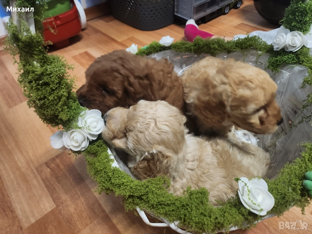 Мини той Пудел, снимка 1