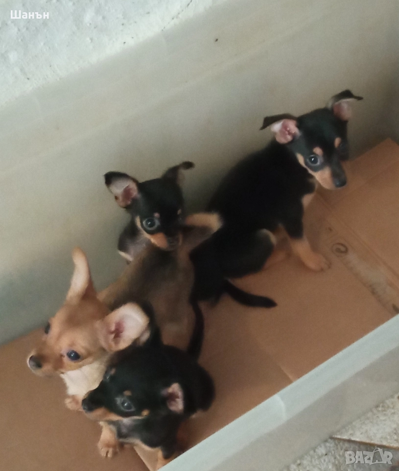 Продавам пинчери, снимка 1