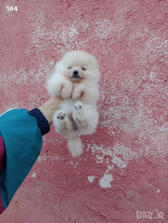 Малък Шпиц - Померан. Момичета. Снимки от 22.12.25 г., снимка 1