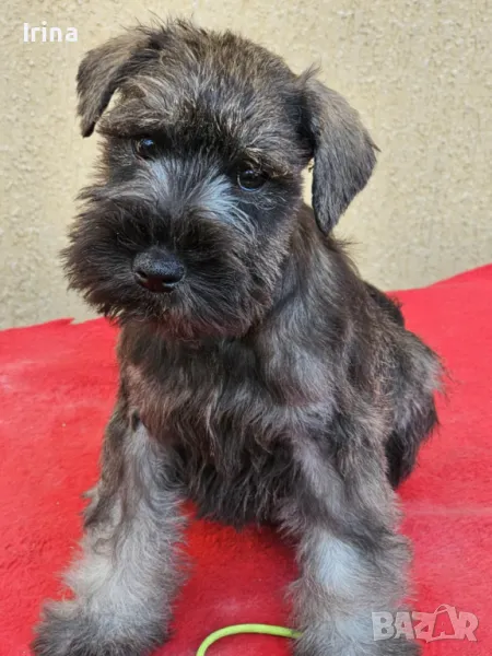 Кученца миниатюрен шнауцер, снимка 1