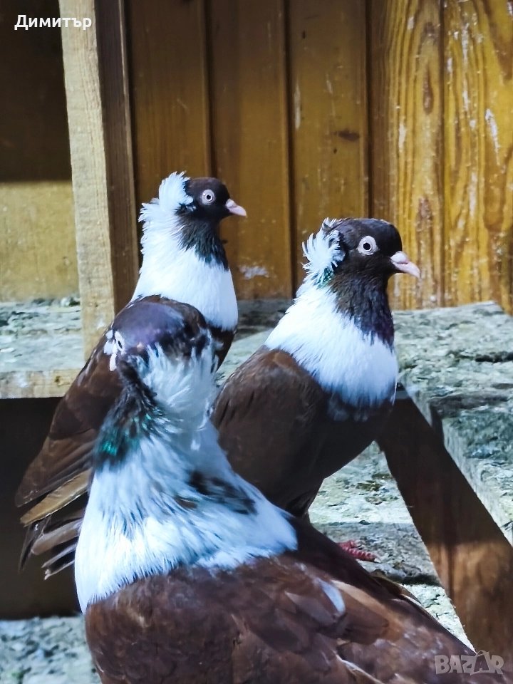 5 чифта Чирпански гълъби , снимка 1