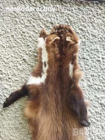 Професионално обработена от майстор кожар кожа от белка, бялка, снимка 4 - Декорация за дома - 43792723