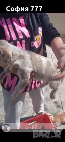 топ малки страхотни бебета от добри родители, снимка 2 - Питбул - 50029436