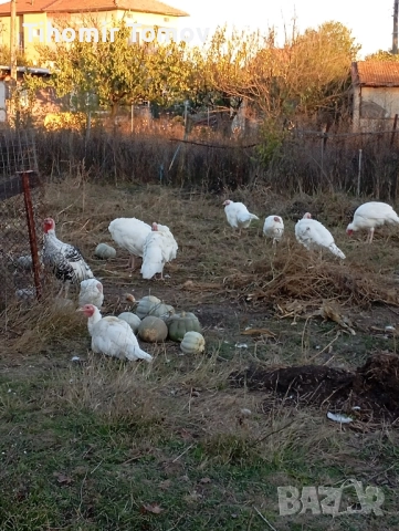 продавам домашно гледани пуйки пуяци за празниците , снимка 4 - Кокошки и пуйки - 51832484