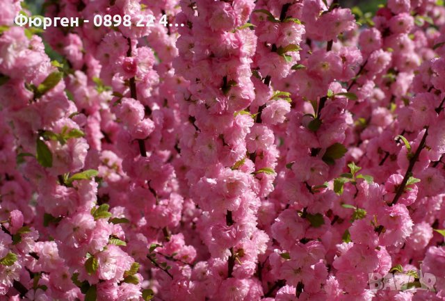 Японска Слива- Prunus triloba Студоустойчива, снимка 1 - Разсади - 38888036