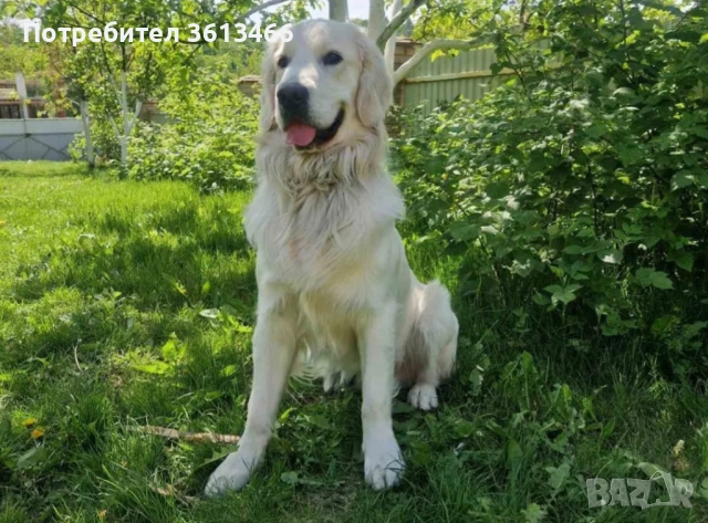 Чистокръвни Голдън ретривър мъжки и женски мъжки и женски, снимка 6 - Голдън ретривър - 53374947