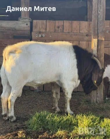 пръч боер, снимка 4 - Кози - 52481992