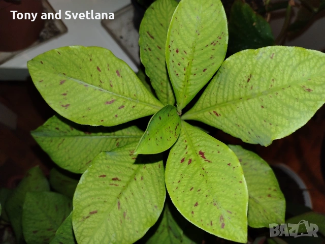 Каучуково дърво (Euphorbia Synadenium grantii), снимка 5 - Стайни растения - 53572970