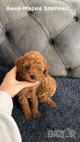 Той пуделчета, снимка 2 - Померан - 52547828