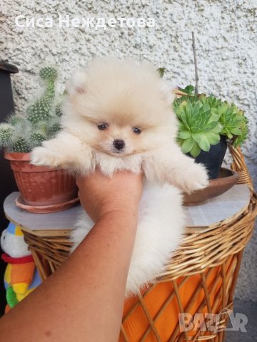 Померани мини меченца , снимка 3 - Померан - 39113528
