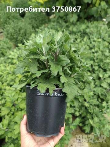 🌸🌹🌿 Едроцветна, нискостеблена, студоустойчива хризантема:, снимка 5 - Градински цветя и растения - 51281031