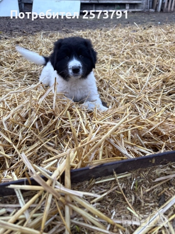 Българско Овчарско Куче Каракачанка, снимка 2 - Каракачанска овчарка - 52499392