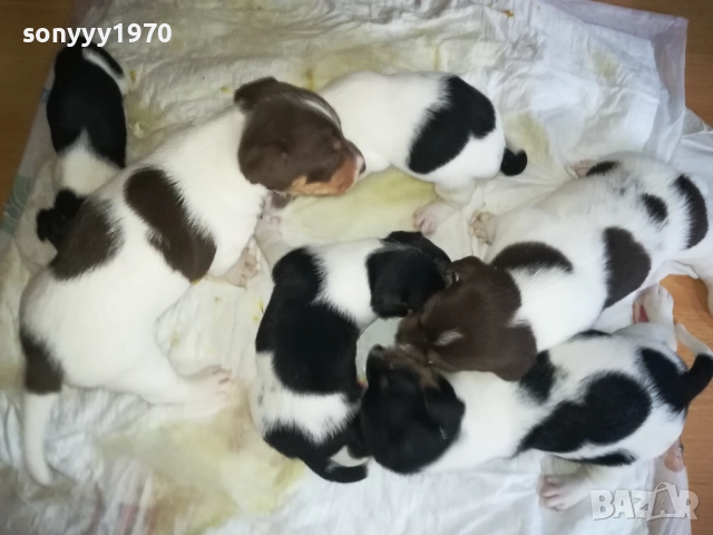 ПРОДАВАМЕ КУТРЕТА-ДЖАК РЪСЕЛ 250ЛВ ЗА 1БР 0309251809, снимка 7 - Джак ръсел териер - 51595617