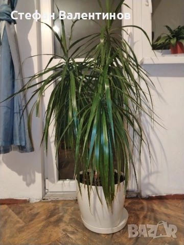 Драцена Маргината 