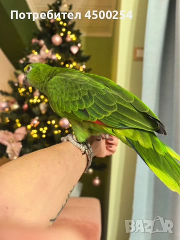 Шестмесечна женска амазона (с клетка), снимка 5 - Папагали - 52708916