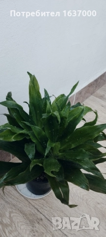 Драцена, снимка 1