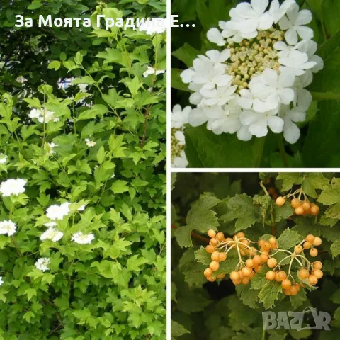 Жълта калина, снимка 4 - Разсади - 49491829