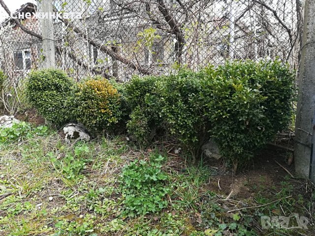 Чемшири за красиви градини, снимка 11 - Градински цветя и растения - 32554054