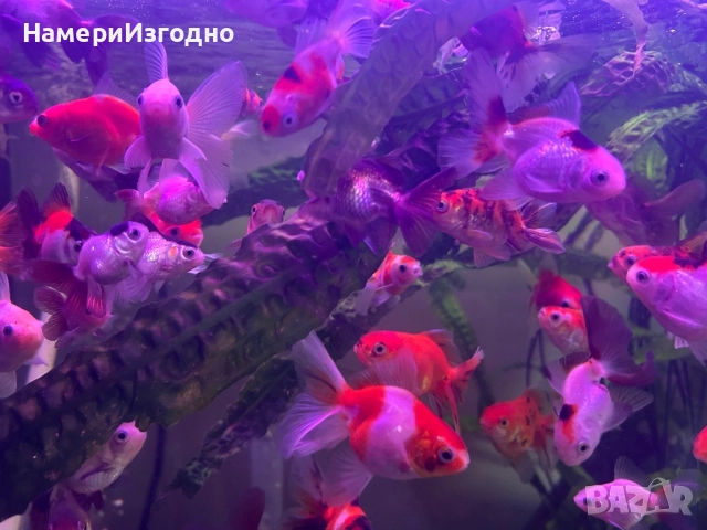 Оранди, снимка 4 - Рибки - 52962948