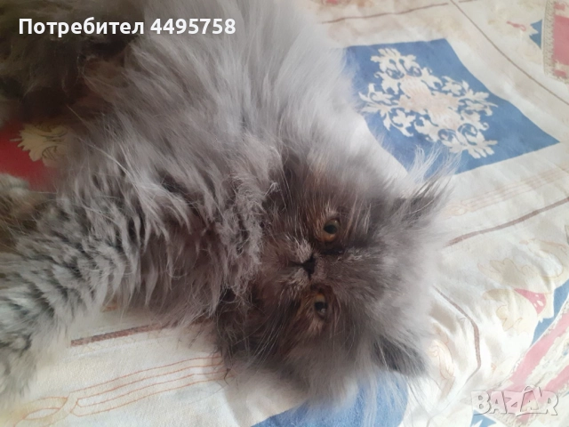 Персийски котенца, снимка 5 - Персийска - 51754390