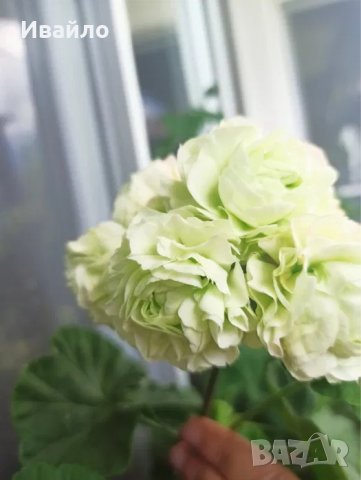 Жълти Мушката и други