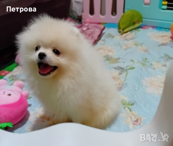 Продавам мъжки и женски померанчета, снимка 7 - Померан - 52438751