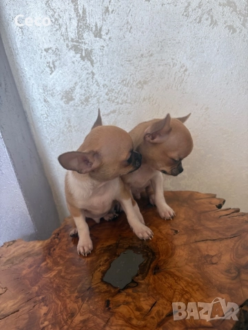 Чихуахуа, снимка 5 - Чихуахуа - 52227758