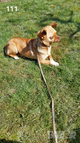 Женски ЧихуПинчер , снимка 1