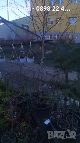 Бреза 100-150см за 11лв , размер 200-220см за 21лв и Налични 3 вида Върби , снимка 17 - Разсади - 38067285