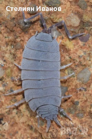  Изоподи, мокрици (Trichorhina tomentosa и Porcellionides pruinosus), снимка 4 - Други - 53420131