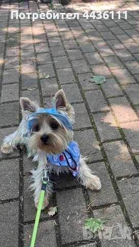 Три мъжки йоркита от родословни родители“, снимка 10 - Йоркширски териер - 52836585