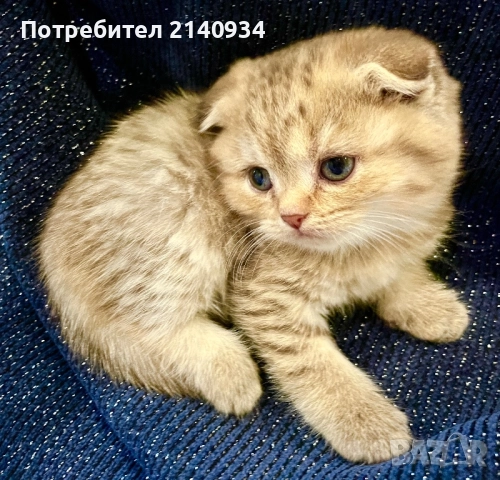 Шотландски клепоухи котенца – златна чинчила. Scottish fold, снимка 10 - Чинчили - 52931535