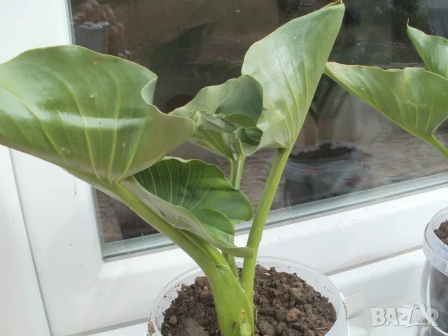 Продавам цветя Кала, снимка 11 - Стайни растения - 48203680