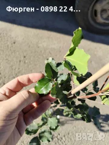 Рожков - Ceratonia siliqua L. - Фиданки, снимка 7 - Разсади - 48395360