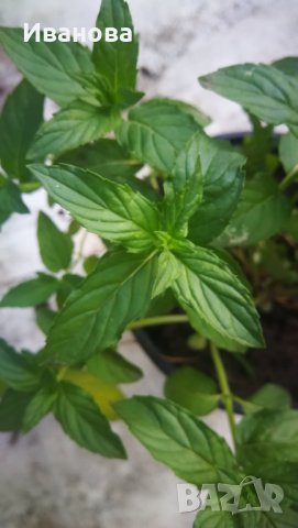 Джоджен, гьозум, , снимка 1