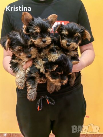 Йорки йоркширски териер, снимка 12 - Йоркширски териер - 39758358