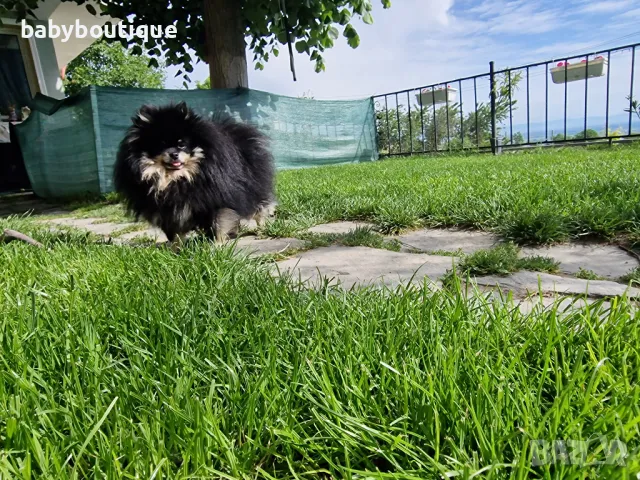 Померан за разплод, снимка 11 - Померан - 21816398