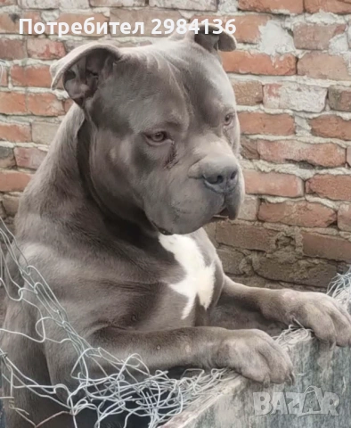Мъжки питбул блу нос  (blue nose)  за разплод, снимка 2 - Питбул - 53451992
