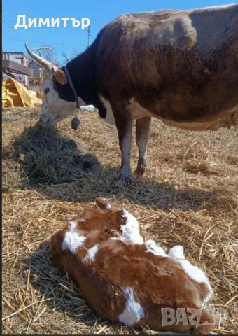 Отбити телета 