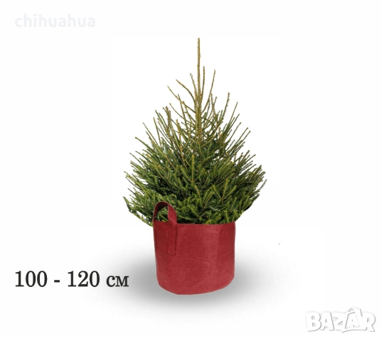 ЖИВИ Коледни елхи В САКСИЯ, с корени - ПРОМО -50%, снимка 2 - Градински цветя и растения - 52827955