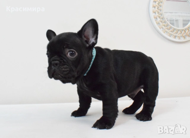 Френски булдочета, снимка 4 - Френски булдог - 53478634