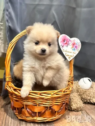 Померанчета , снимка 1