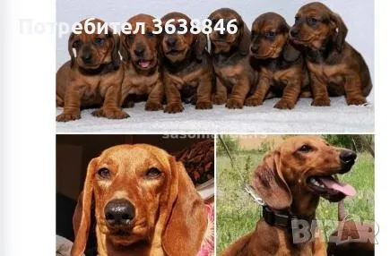 Дакел рубин