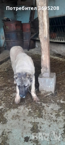 продавам куче на 4 месеца , снимка 4 - Други - 53406781