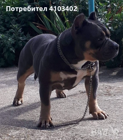 Американско були-покет , снимка 6 - Американски стафордширски териер - 50067392