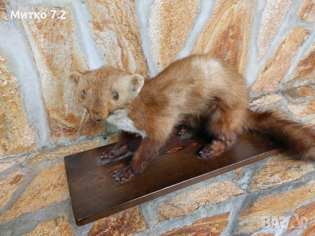 Препарирана белка, снимка 6 - Други - 37283951