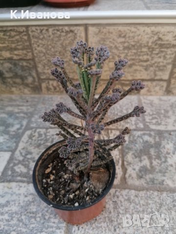 Цветя, сукуленти - Хавортия, Каланхое, Алое, Граптопеталум, снимка 5 - Стайни растения - 38404349