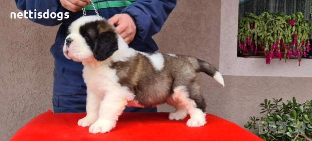 Уникални Санбернари с родословие, снимка 4 - Померан - 39683493