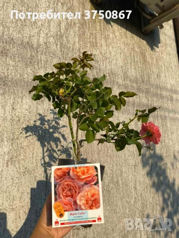 🌹 РОЗА 🌹 MARIE CURIE® Meilomit 🌹 , снимка 5 - Градински цветя и растения - 51162813